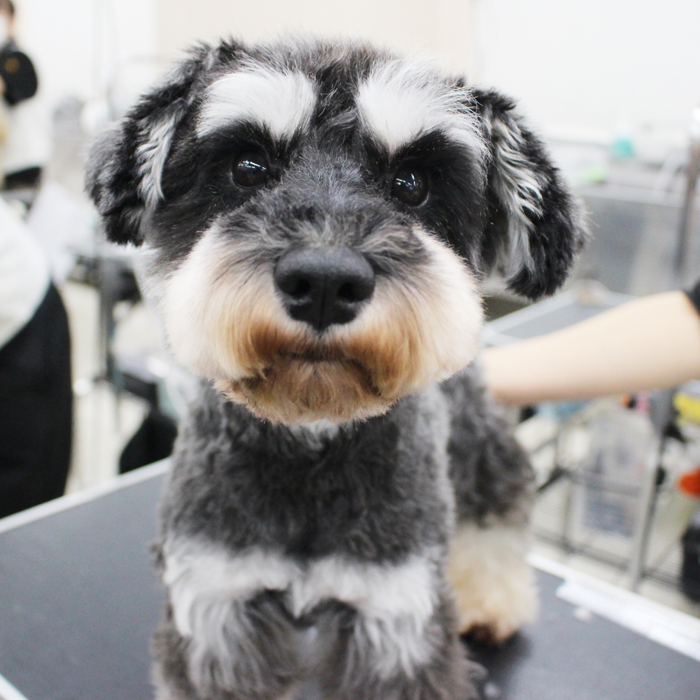 卒業犬ホップちゃん、里帰りトリミング☆